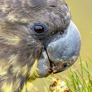 Pines Flora and Fauna Reserve