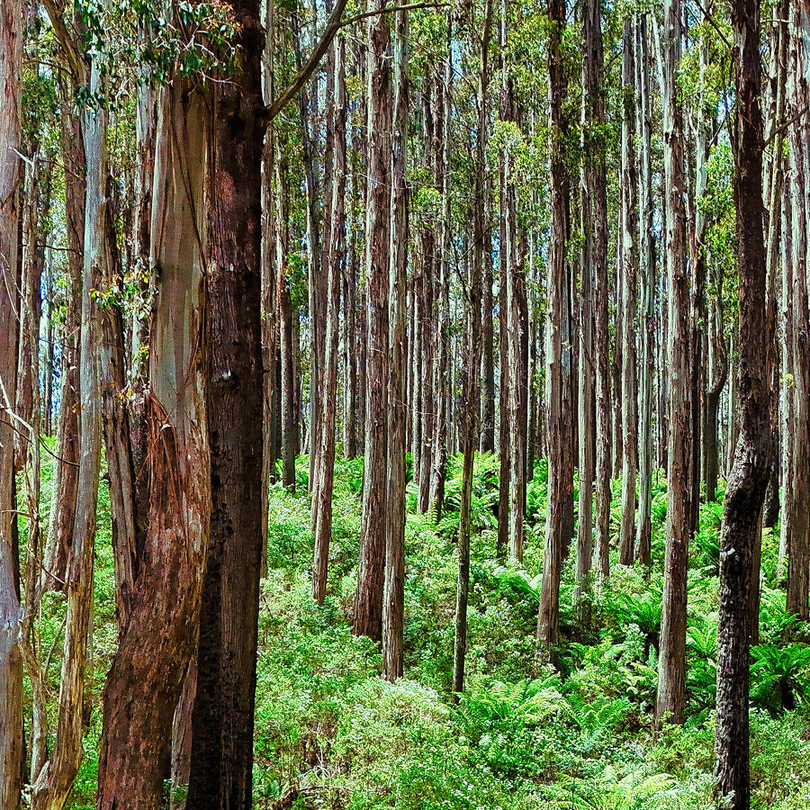 Yarra Ranges