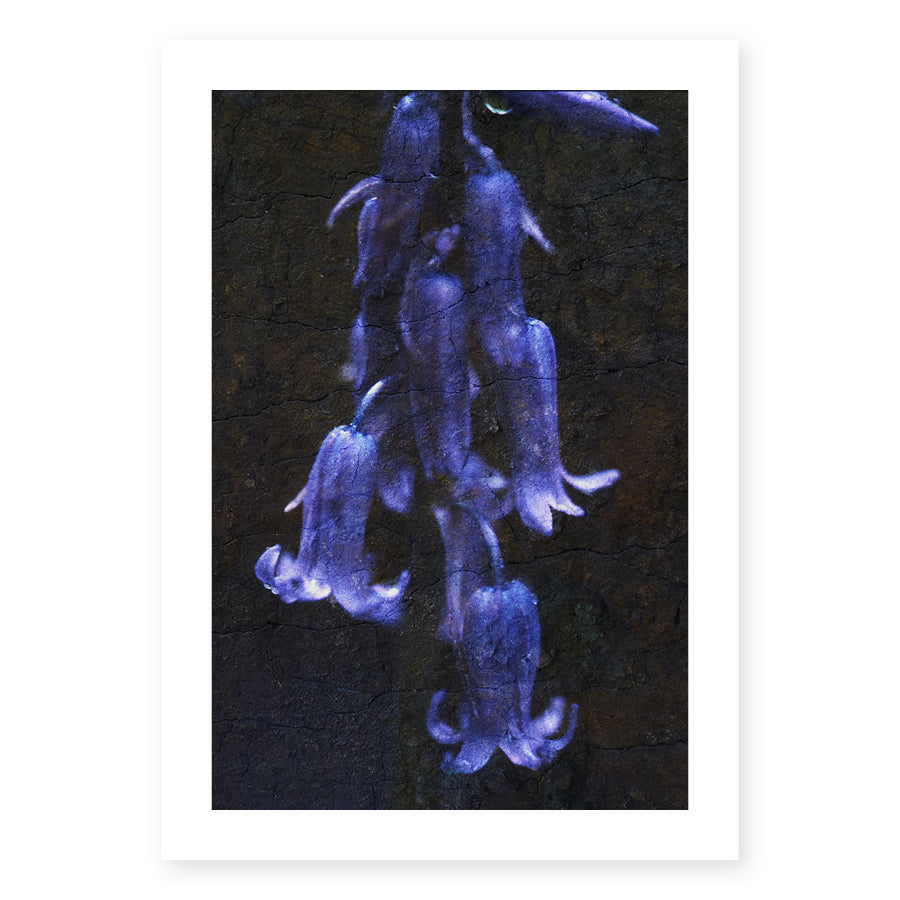 Blue Bells