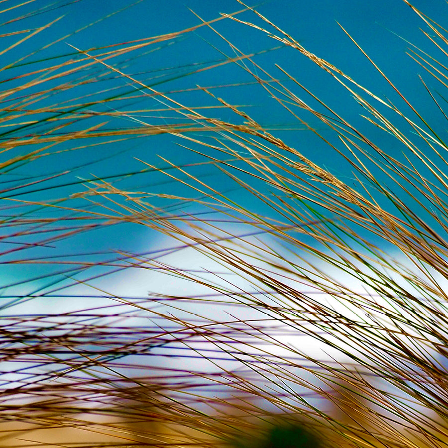 Ocean Beach Dunes